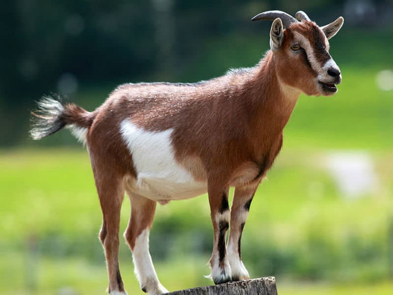 Chi è il GOAT? Federer, Nadal e Djokovic